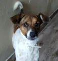 Cazuza