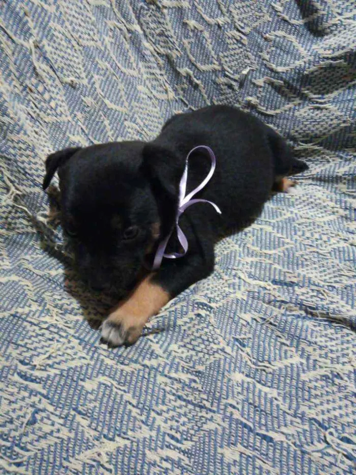 Cachorro raça SRD idade 2 a 6 meses nome Filhote fêmea Carla