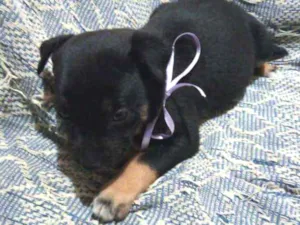 Cachorro raça SRD idade 2 a 6 meses nome Filhote fêmea Carla