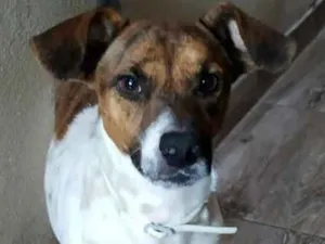 Cachorro raça Fox Terrier idade 2 anos nome Cazuza