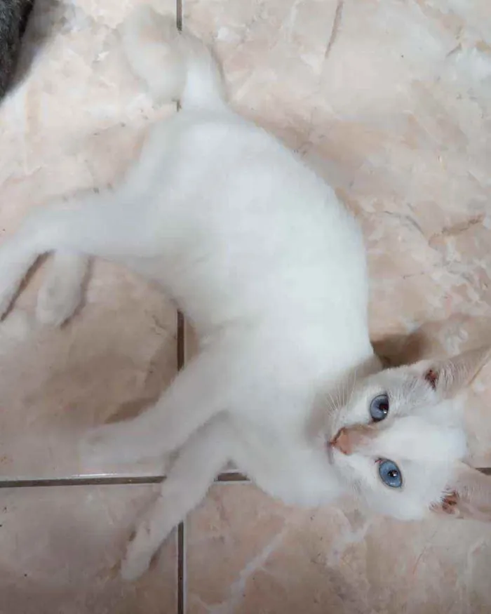 Gato ra a Srd idade 2 a 6 meses nome Ariel