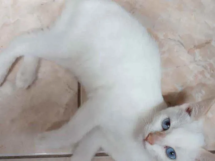 Gato ra a Srd idade 2 a 6 meses nome Ariel