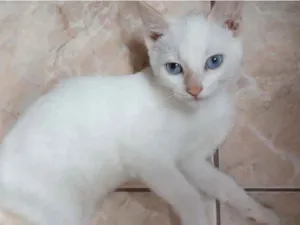 Gato raça Srd idade 2 a 6 meses nome Ariel