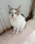 Raposa