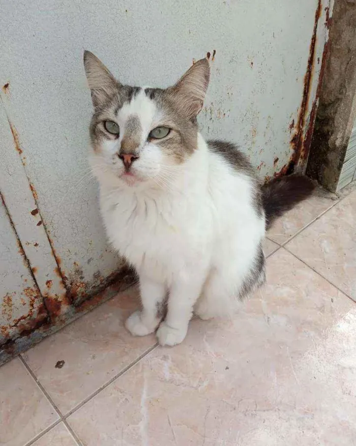 Gato ra a Srd idade 2 a 6 meses nome Raposa