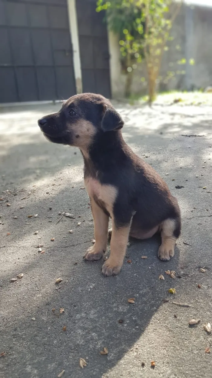 Cachorro raça Sem raça definida idade Abaixo de 2 meses nome Não tem nome ainda