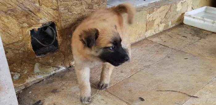 Cachorro raça Sem raça definida idade Abaixo de 2 meses nome Não tem nome ainda