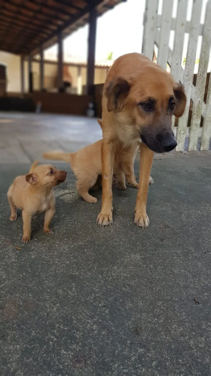Cachorro raça Sem raça definida idade Abaixo de 2 meses nome Não tem nome ainda