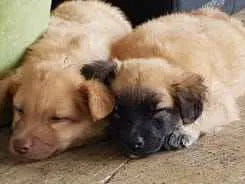 Cachorro raça Sem raça definida idade Abaixo de 2 meses nome Não tem nome ainda