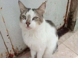 Gato raça Srd idade 2 a 6 meses nome Raposa