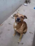 Pitoco 