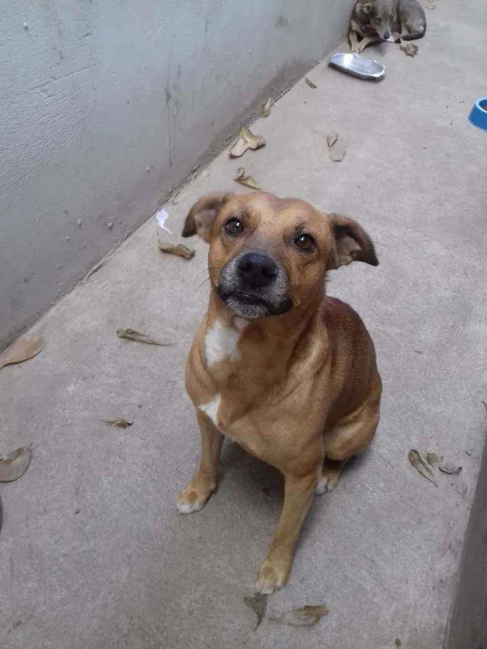 Cachorro raça SRN idade 3 anos nome Pitoco 