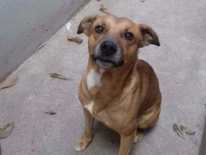 Cachorro raça SRN idade 3 anos nome Pitoco 