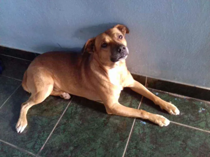 Cachorro raça SRN idade 3 anos nome Pitoco 