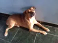 Pitoco