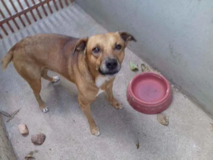 Cachorro raça SRN idade 3 anos nome Pitoco 