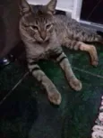 Gatos castrados 
