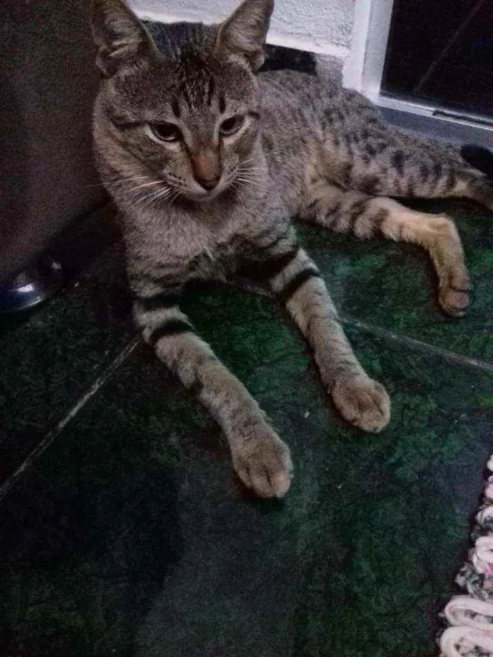 Gato raça Gato idade 7 a 11 meses nome Gatos castrados 