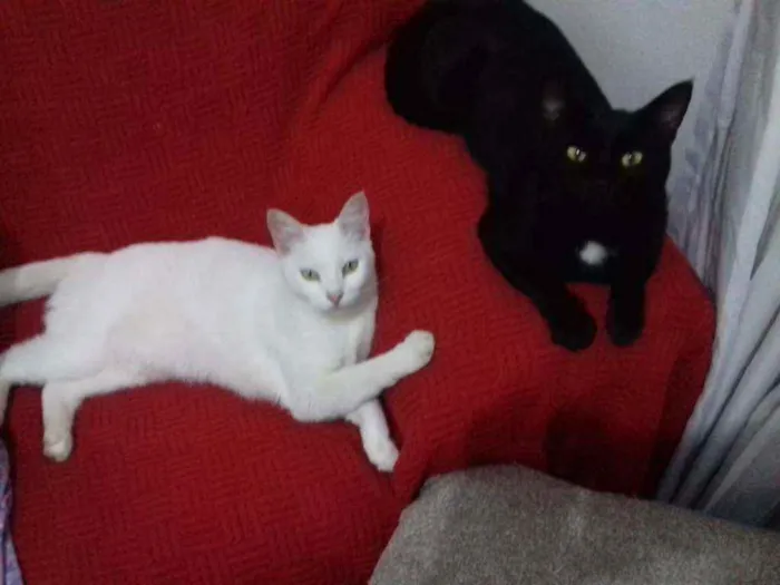 Gato raça Gato idade 7 a 11 meses nome Gatos castrados 