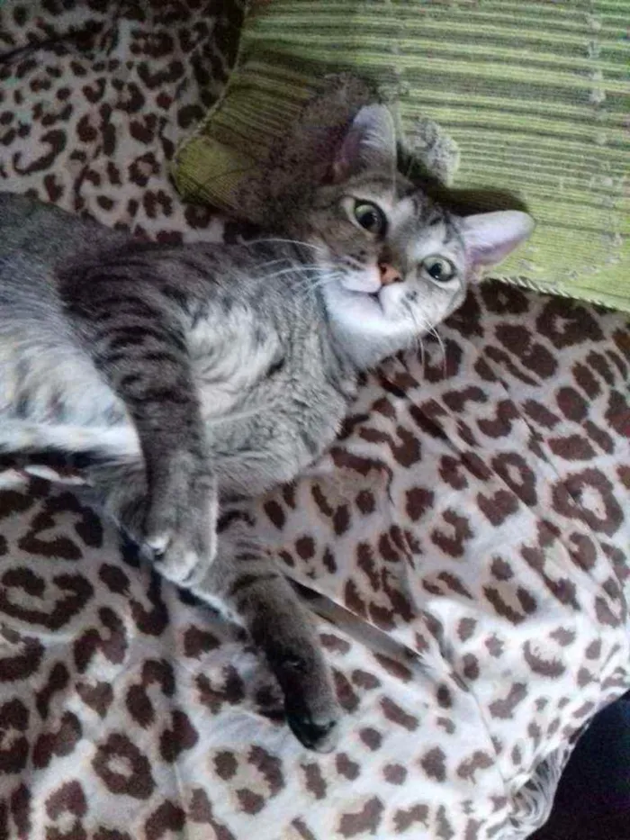 Gato raça Gato idade 7 a 11 meses nome Gatos castrados 