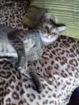 Gatos castrados