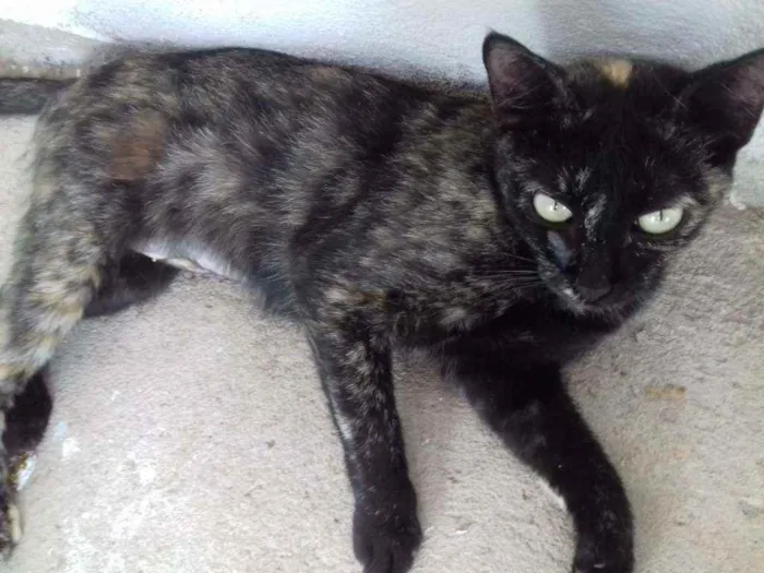Gato raça Gato idade 7 a 11 meses nome Gatos castrados 