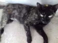 Gatos castrados