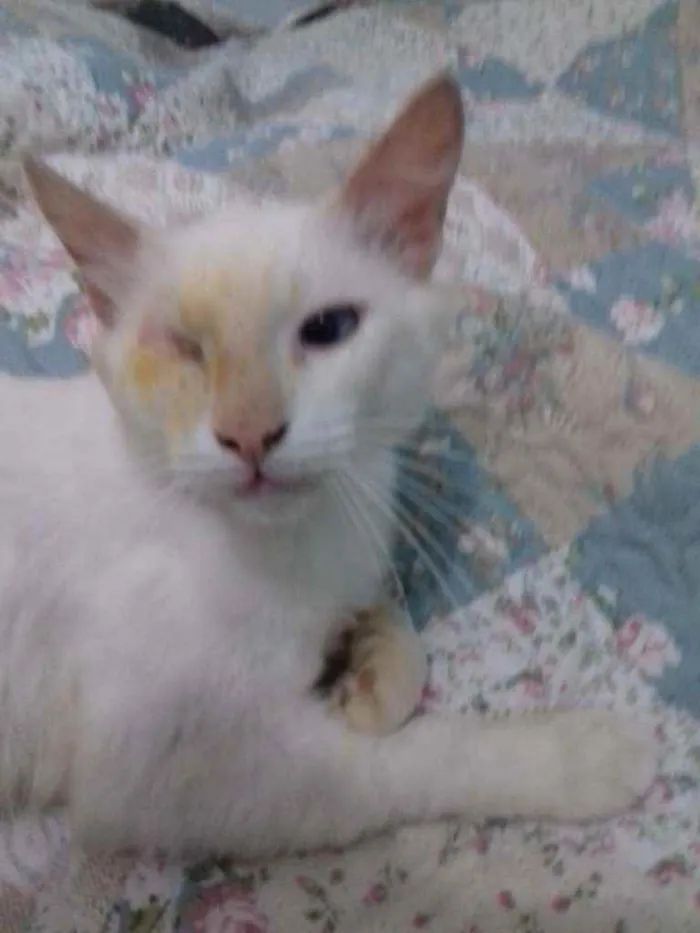 Gato raça Gato idade 7 a 11 meses nome Gatos castrados 