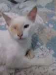 Gatos castrados