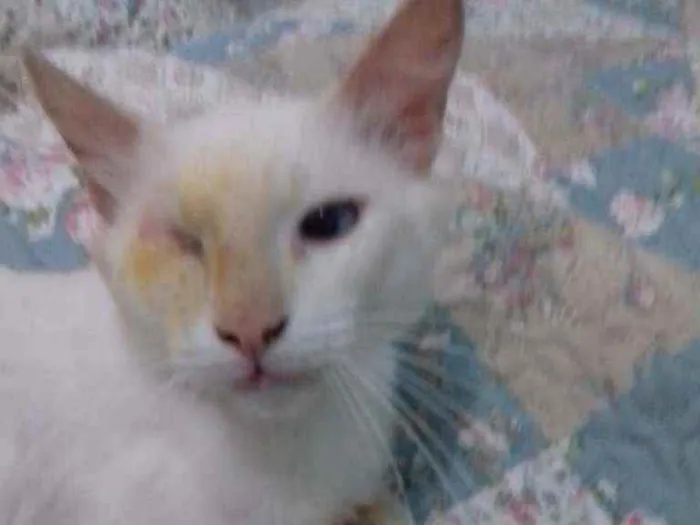Gato raça Gato idade 7 a 11 meses nome Gatos castrados 