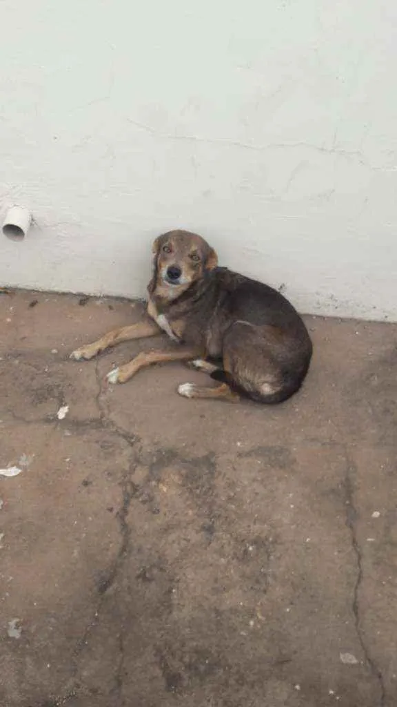 Cachorro raça SRD idade 2 anos nome Tixa