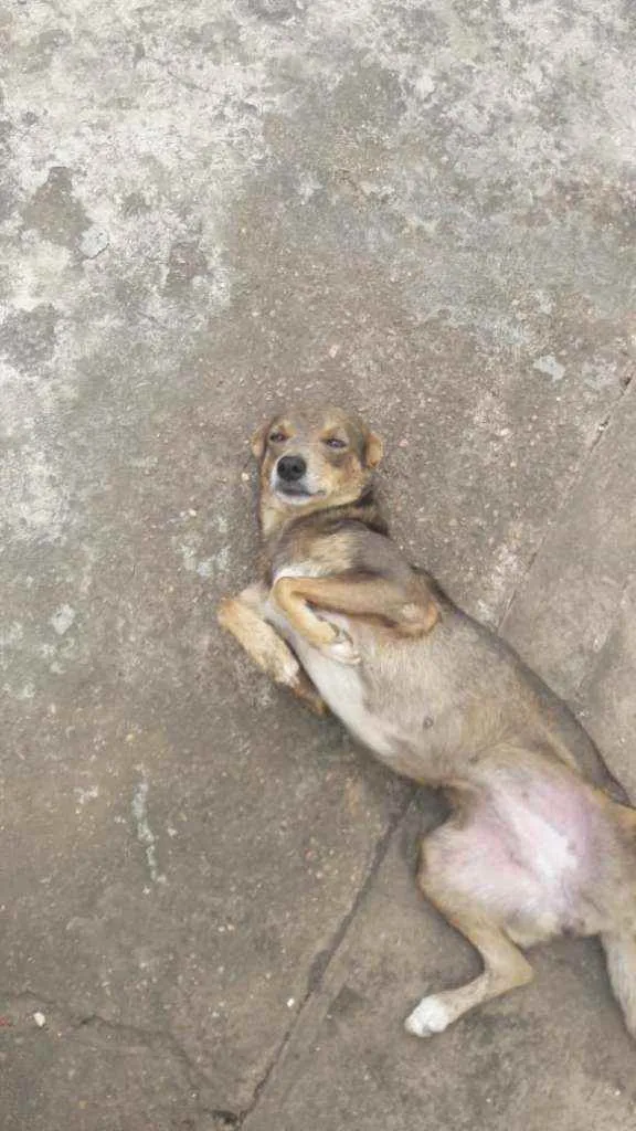 Cachorro raça SRD idade 2 anos nome Tixa
