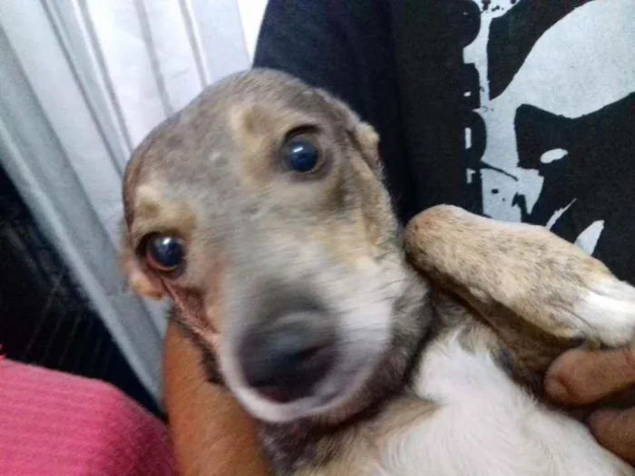 Cachorro raça SRD idade 2 anos nome Tixa