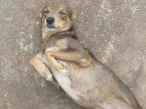 Cachorro raça SRD idade 2 anos nome Tixa