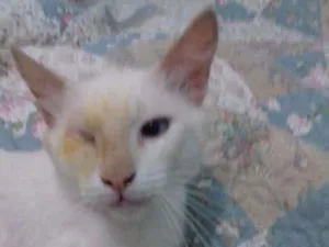 Gato raça Gato idade 7 a 11 meses nome Gatos castrados 