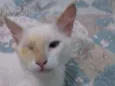 Gatos castrados