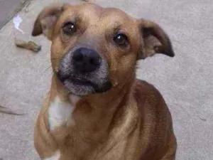 Cachorro raça SRN idade 3 anos nome Pitoco 