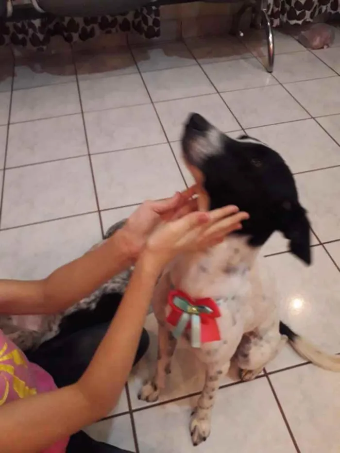 Cachorro ra a SRD idade 1 ano nome Luna e Nina