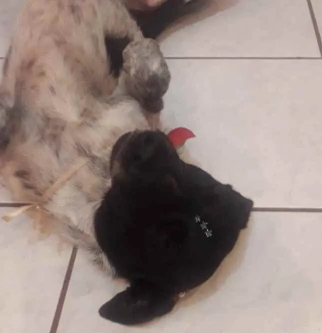 Cachorro ra a SRD idade 1 ano nome Luna e Nina