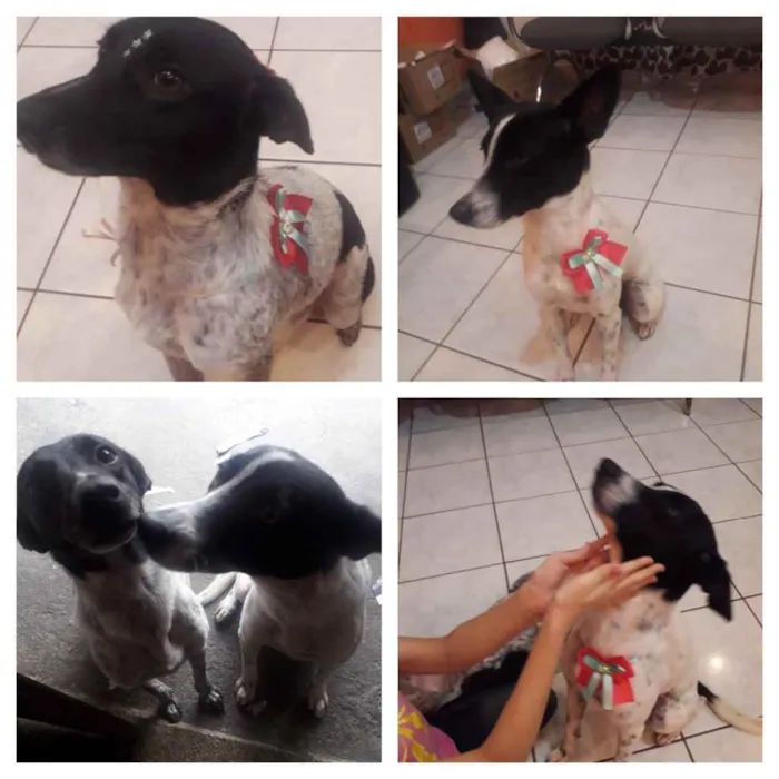 Cachorro ra a SRD idade 1 ano nome Luna e Nina