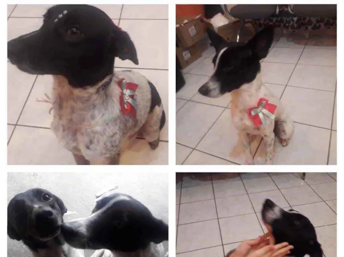 Cachorro ra a SRD idade 1 ano nome Luna e Nina