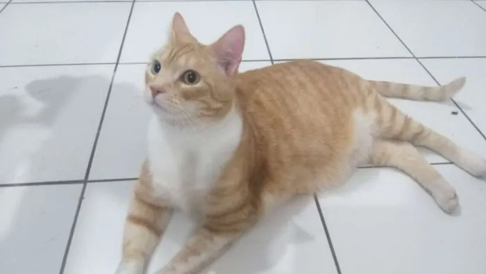 Gato ra a SRD idade 5 anos nome Pamonha 