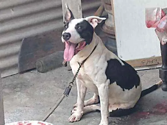 Cachorro raça Pitbull idade 2 a 6 meses nome Glock