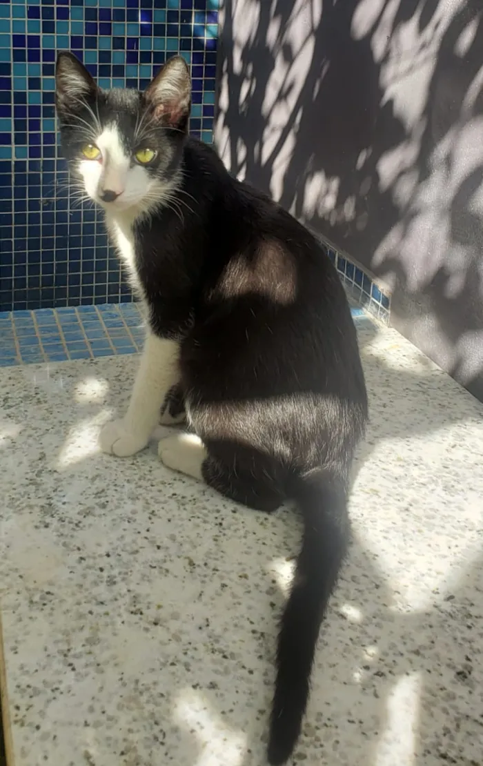 Gato ra a SRD idade 2 a 6 meses nome GATINHOS