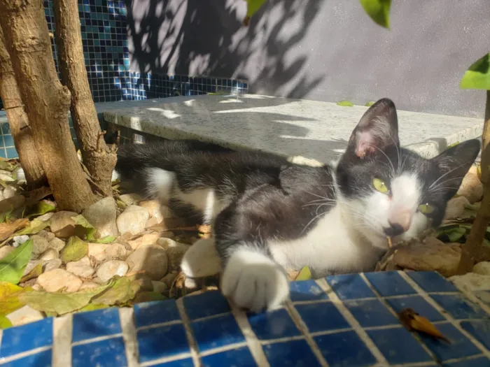 Gato ra a SRD idade 2 a 6 meses nome GATINHOS