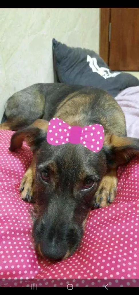 Cachorro ra a Srd idade 7 a 11 meses nome Malu