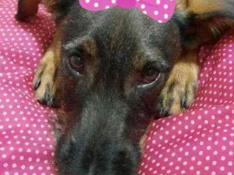 Cachorro ra a Srd idade 7 a 11 meses nome Malu