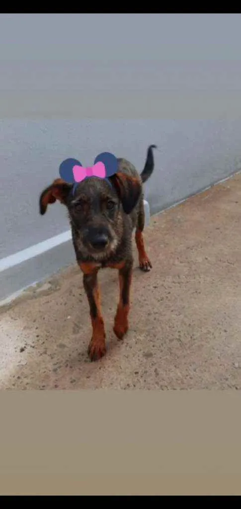 Cachorro ra a Srd idade 7 a 11 meses nome Malu
