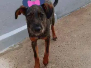 Cachorro raça Srd idade 7 a 11 meses nome Malu