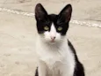 GATINHOS